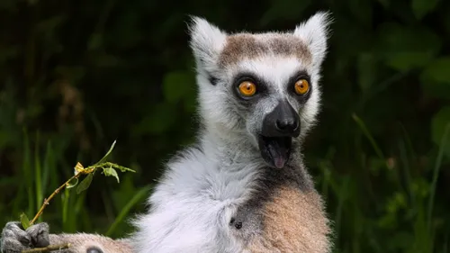 Un Lémurien du parc Sainte-Croix sauvé par l'IHU de Strasbourg