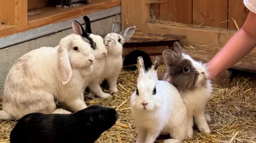 Rhinau : une ferme pour câliner les animaux