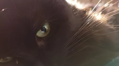 Comment aider votre animal à supporter les fortes chaleurs ?