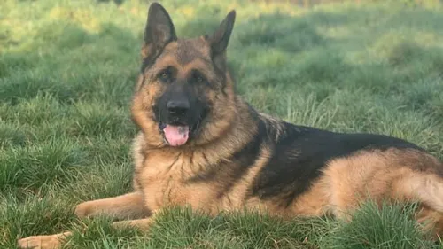 SPA de Strasbourg : Luggy, un chien pour gambader