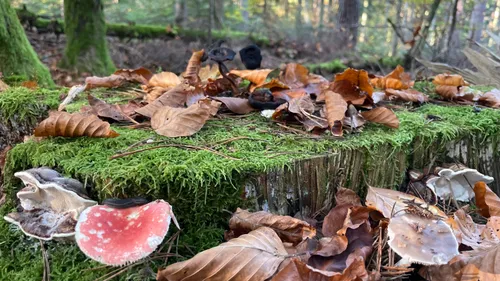 Une année à champignons exceptionnelle