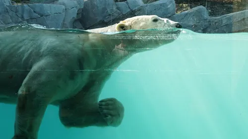 Retour des ours polaires au Zoo d’Amnéville