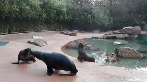 Quel nom pour la petite otarie du zoo de Mulhouse ? 