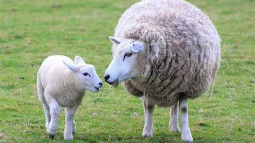 Foire Eco Bio d’Alsace : quatre jours pour changer notre vision