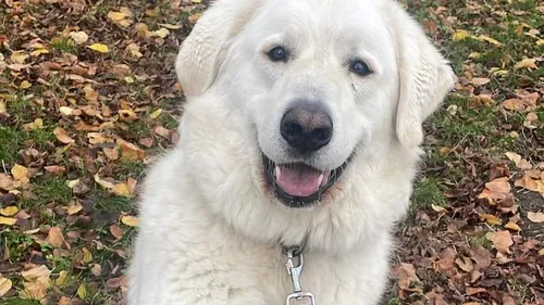 SPA : Polochon cherche une nouvelle maison en campagne