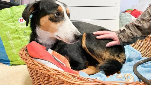 La SPA de Mulhouse pleine à craquer après les fêtes