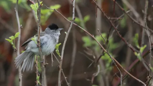 Ne taillez plus vos haies