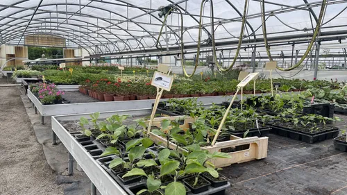 L’ancienne floriculture de Bischheim devenue ferme solidaire