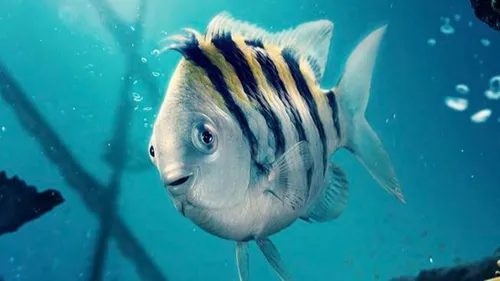 « La petite sirène » : la version 2023 ne fait pas l’unanimité