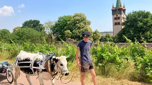 700 km avec sa vache au profit de la lutte contre le cancer