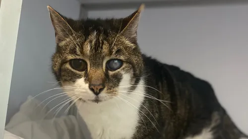 SPA de Strasbourg : Jocelyne attend ses nouveaux maîtres