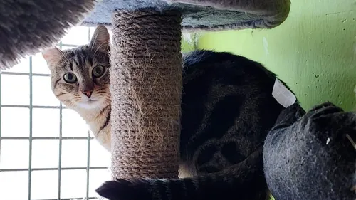 La SPA de Strasbourg est saturée