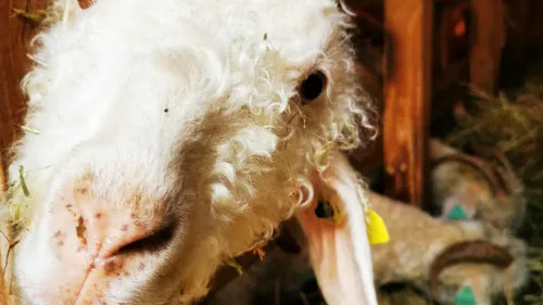 Découverte insolite : les chèvres angora de Labaroche