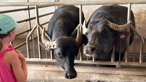  Suivez-moi au domaine des bufflonnes, à Uhrwiller