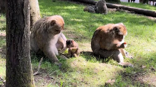Faites un tour à la Montagne des Singes à Kintzheim
