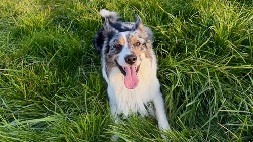 Où emmener son chien cet été en Alsace ? 
