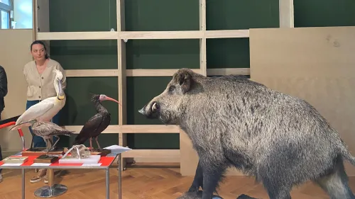 Le Musée Zoologique de Strasbourg rouvrira en septembre