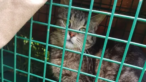 Strasbourg lutte contre l’affluence des chats errants