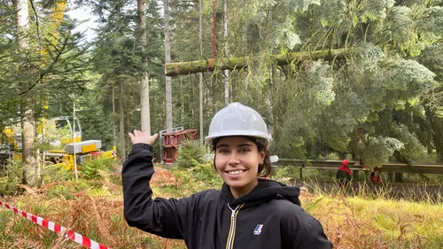 Le sapin de Noël de Strasbourg vient d'être coupé 