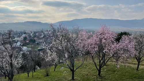 Mittelwihr : les amandiers sont en fleur