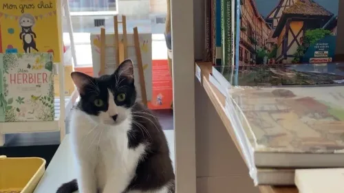 Une ronron librairie à Colmar