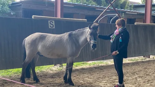 A la découverte de l’équicoaching à Illkirch
