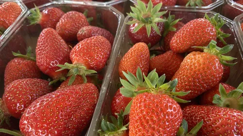 Les libres cueillettes de fraises en Alsace