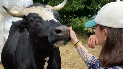 Faire des câlins aux vaches pour se relaxer