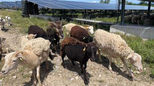 Katzenthal : des animaux entretiennent le parc solaire