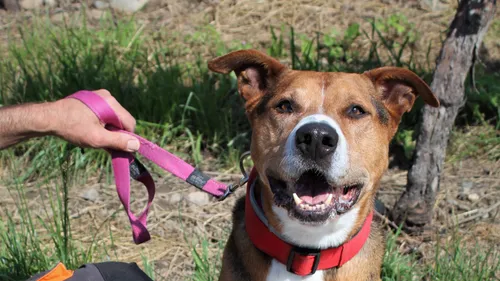 SPA de Colmar : Jethro attend d'être adopté 