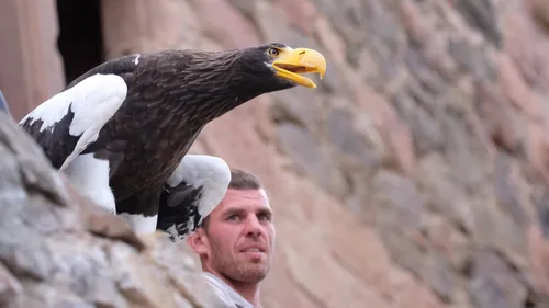 La Volerie des aigles présente ses nouveautés 