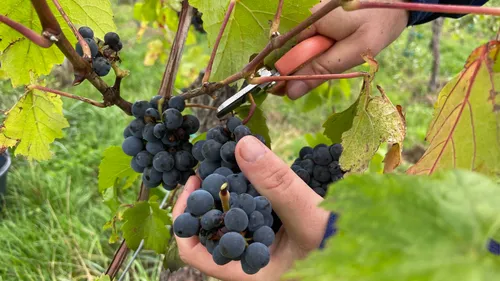 15 dates pour fêter les 70 ans de la Route des vins d’Alsace