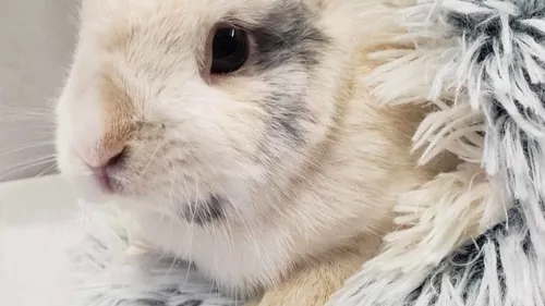 Kinthu : un lapin joueur et athlétique cherche un nouveau foyer 