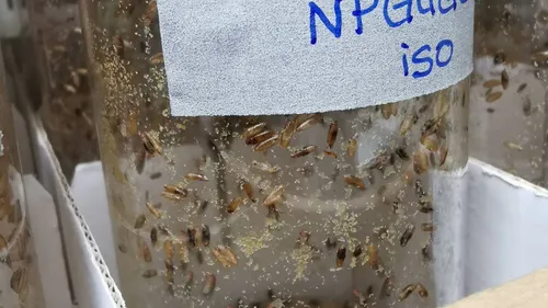 Lutter contre les virus comme les insectes ?