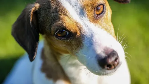 Acte de cruauté sur un chien à Strasbourg