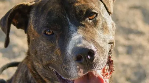 SPA de Strasbourg : le sympathique Jake attend ses nouveaux maîtres