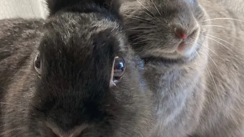 Sophie et Angèle cherchent un nouveau toit