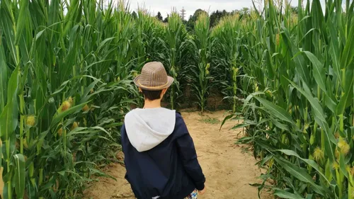 Le crush du jour : un labyrinthe de maïs à Oberhausbergen