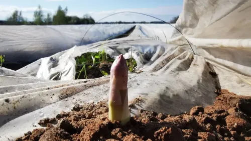 Les Asperges d’Alsace recrutent des saisonniers