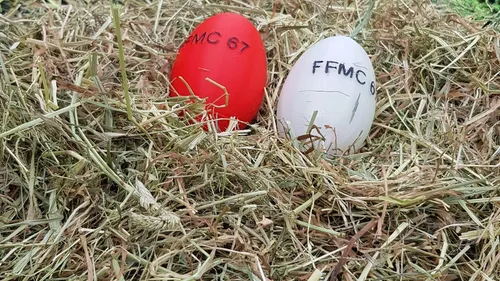 Des oeufs dans les nids de poule à Strasbourg