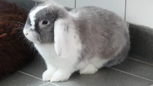 SPA : Belzebuth cherche une famille calme et patiente