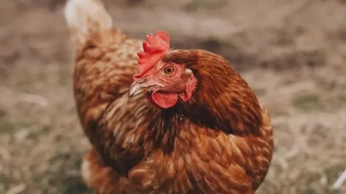 Pourquoi adopter des poules, comme à Colmar ?