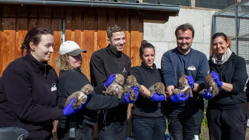 Naissance de six bébés coyotes à Sainte-Croix 