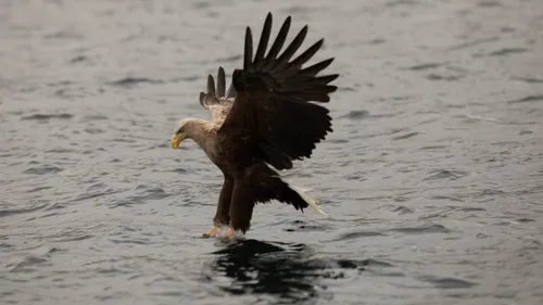 Le Parc de Sainte-Croix au secours du pygargue