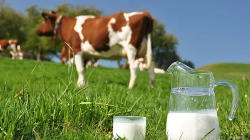 Les fermes sont en folie à Mussig