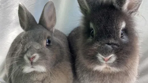 Un couple de lapins recherche une famille d'accueil