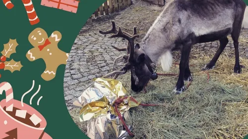 Les rennes du Père Noël à Gertwiller