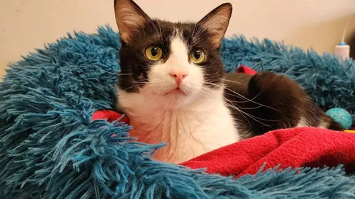 Porthos vous attend à la SPA de Strasbourg