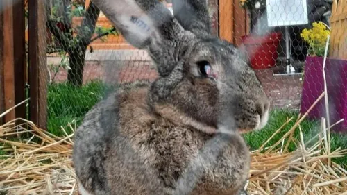 Le lapin mascotte du marché de Pâques de Colmar a été volé