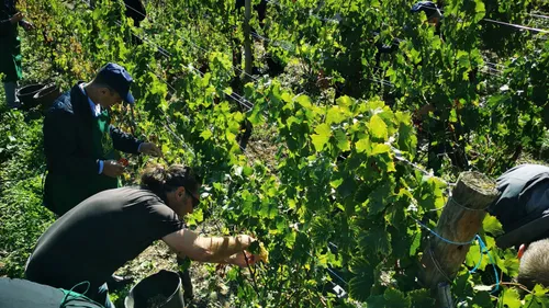 Vendanges en Alsace : c'est parti !